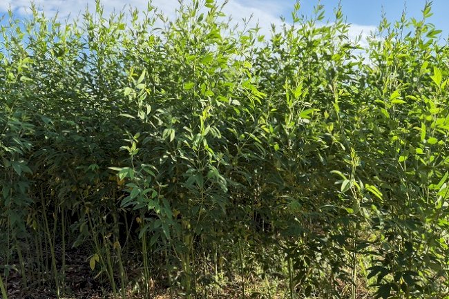 Nova leguminosa da Embrapa é estratégica para adaptação da agropecuária às mudanças climáticas
