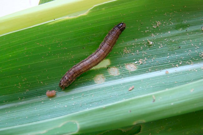 Novo bioinseticida apresenta eficácia superior a 85% no controle da lagarta-do-cartucho