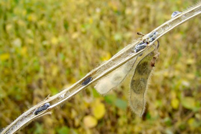 Cientistas desenvolvem técnica sustentável para produção de fungo que controla doenças agrícolas