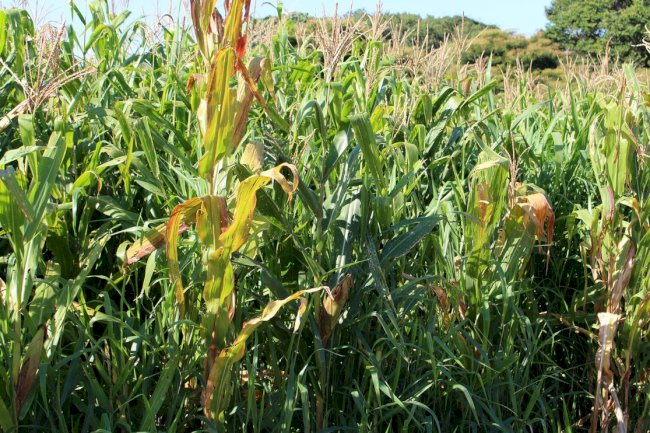 Pesquisa do IAC mostra que monitoramento climático contribui para a previsão e controle de pragas no milho