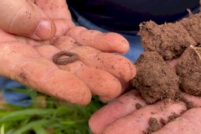 Artigo: Conservação do solo garante segurança alimentar e sustentabilidade da agropecuária