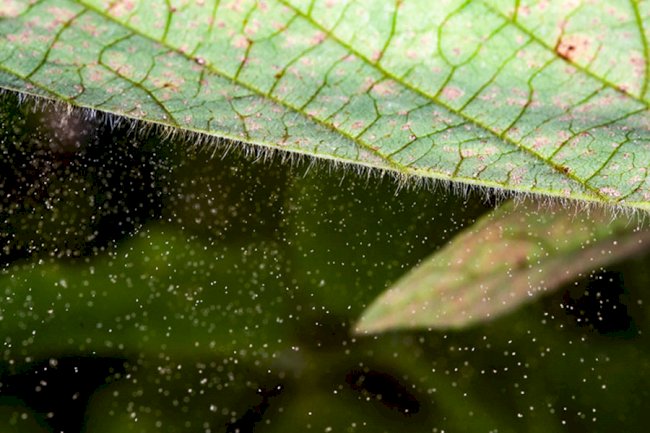 Doenças em lavouras devem se intensificar com as mudanças climáticas, alerta Embrapa