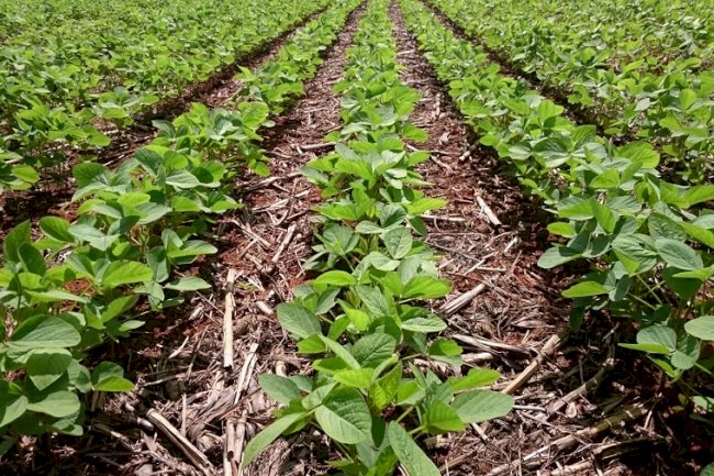 Artigo - Embrapa Cerrados: há 50 anos contribuindo para a conservação do solo e da água