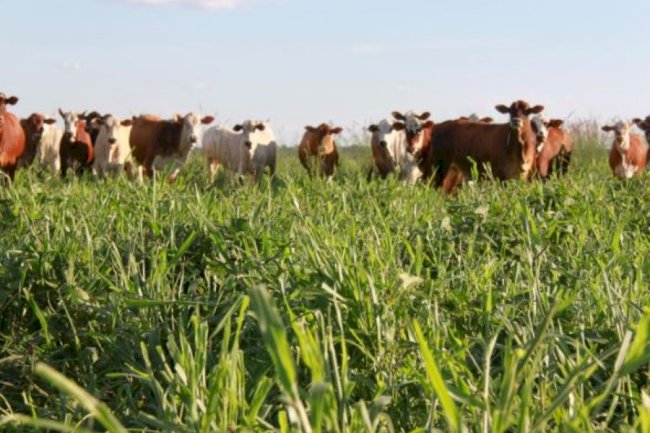 Modelo de produção sustentável para o Matopiba será apresentado no Agrobalsas 2025