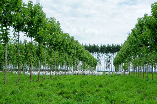 Novo sistema produtivo integra pecuária de corte com plantio de teca