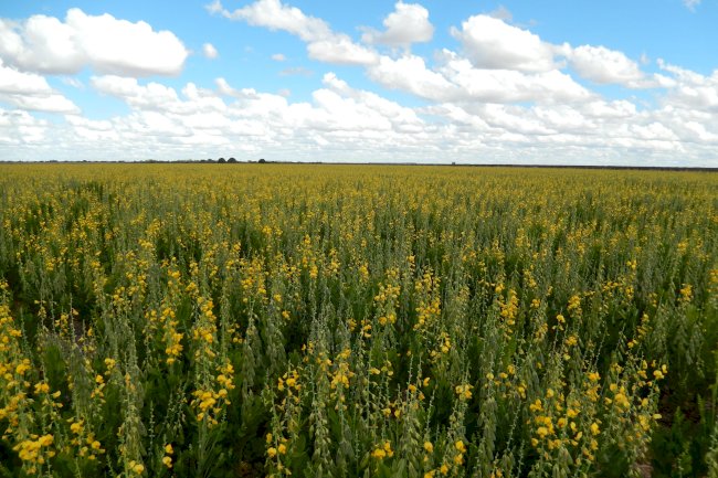 A importância da sanidade das sementes forrageiras e de cobertura na sustentabilidade da agricultura no Brasil