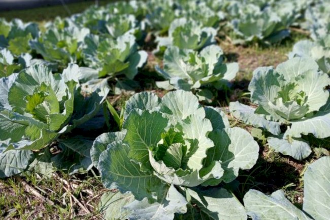 Evento da Epagri em Itajaí apresenta tecnologias para a produção orgânica de hortaliças na terça, 3