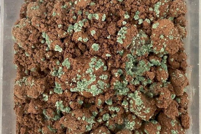 Pesquisa identifica fungos do solo que eliminam 100% do mofo-branco, que afeta soja, feijão e algodão