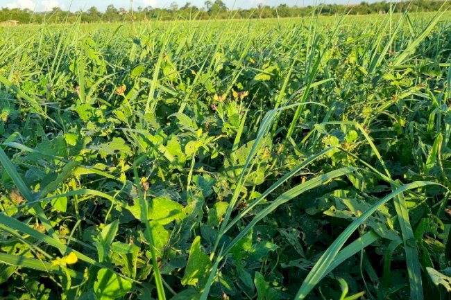 Workshop mostra resultados da integração lavoura-pecuária e discute carbono no sistema agropecuário