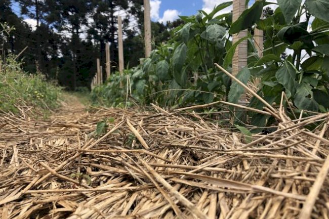 Cultivo sustentável em casa: Sistema de Plantio Direto de Hortaliças começa a ser aplicado para autoconsumo em SC