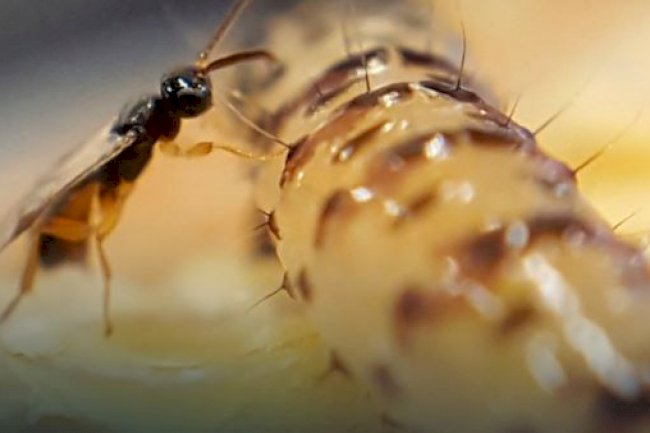 Artigo - Controle biológico ganha força como aliado contra as mudanças climáticas