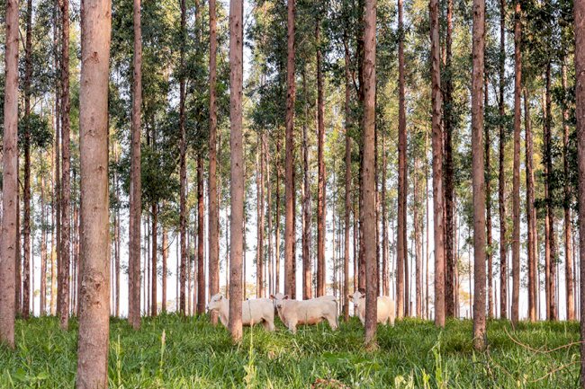 Sistema com árvores neutraliza emissões de metano de mais de dois bovinos por hectare
