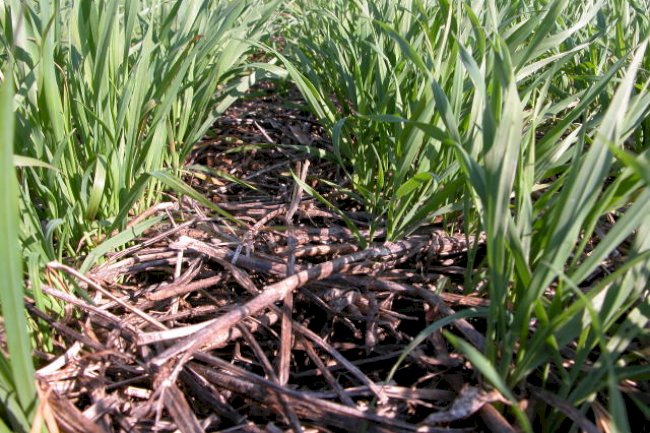 Agricultura Regenerativa: o Brasil já faz - só falta reconhecer