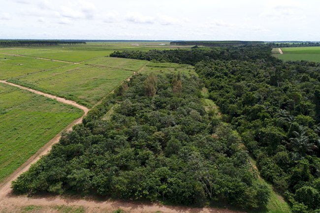 Reflorestamento com mudas cobre solo acima da meta em MT, mas diversidade ainda é baixa