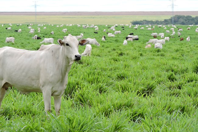 Sistemas integrados elevam produção de grãos e armazenam mais carbono no solo no Matopiba