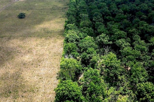 O volver das cinzas – Agricultura regenerativa