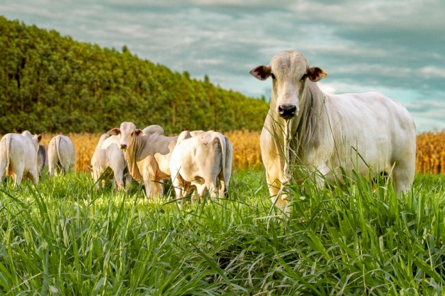 Brasil no rumo certo: a agropecuária sustentável já é real? e o mundo precisa saber disso