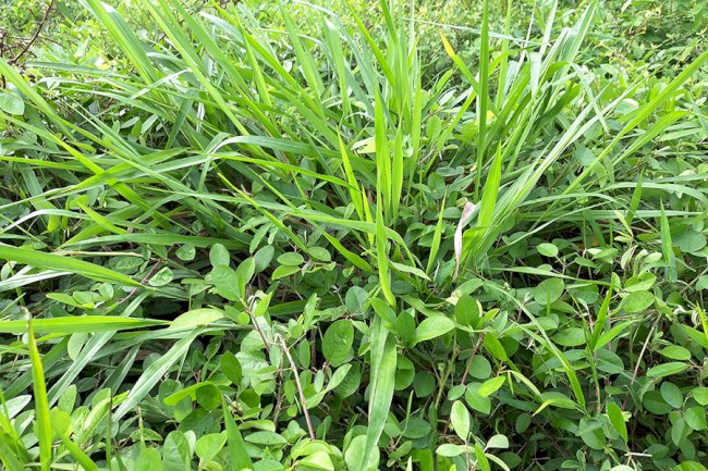 Novo bioinsumo melhora a produtividade e a qualidade de diferentes tipos de pastagens