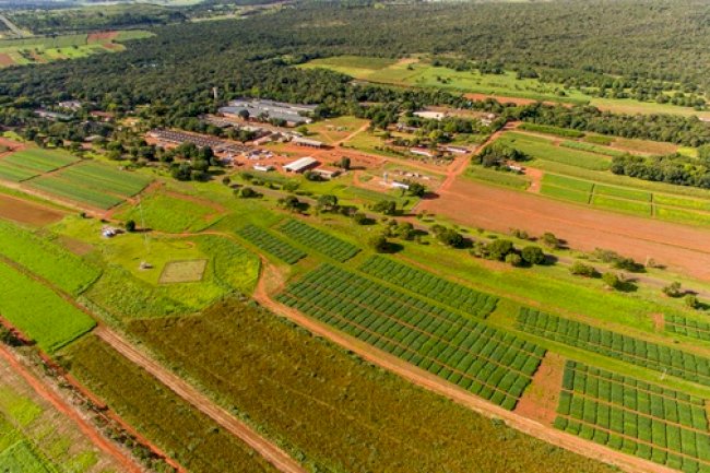 Artigo - Cerrados e a travessia da ciência: 50 anos de transformação agrícola e compromisso com o futuro