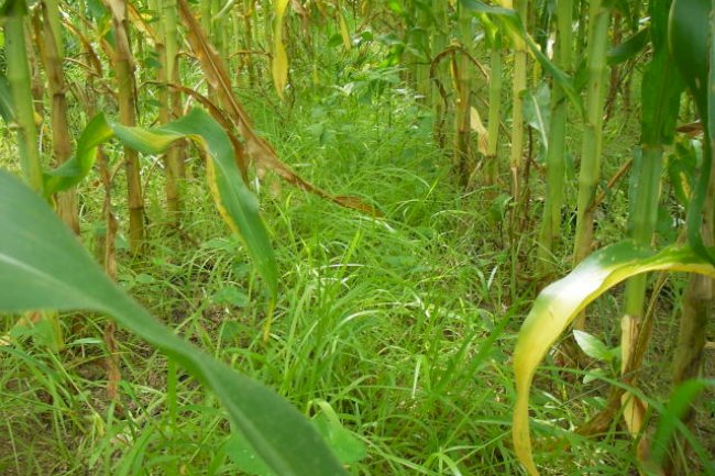 Plantio direto e rotação de culturas criam solos mais resilientes e produtivos frente às mudanças climáticas