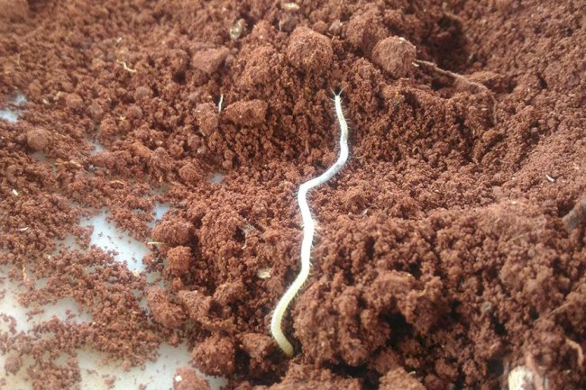 Cientistas propõem observatório global unificado para monitorar biodiversidade do solo