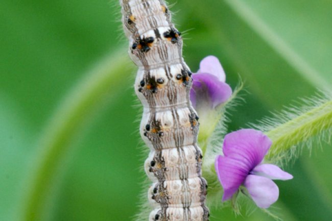 Controle biológico cresce na América Latina, impulsionado por agentes microbianos e políticas públicas, mas enfrenta desafios estruturais