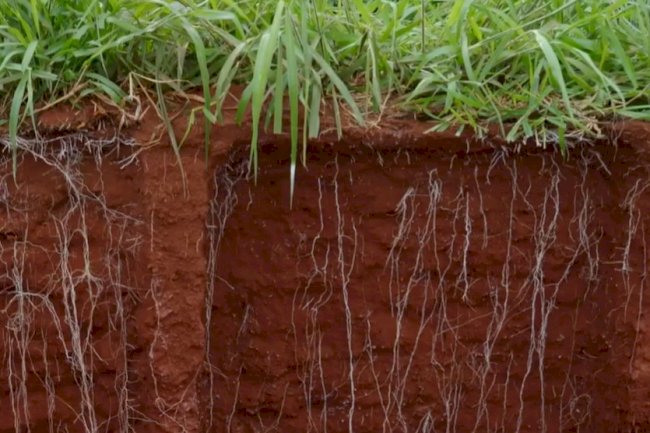 Equilíbrio ecológico no Sistema Plantio Direto