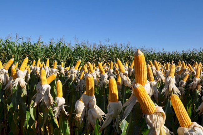 Novo biofungicida controla fungos de solo com elevada eficiência