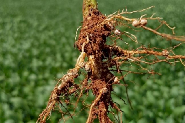 Crotalária ganha protagonismo na agricultura regenerativa