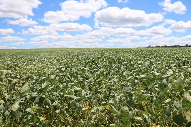 Bactéria da Caatinga vira insumo natural para proteger plantações da seca