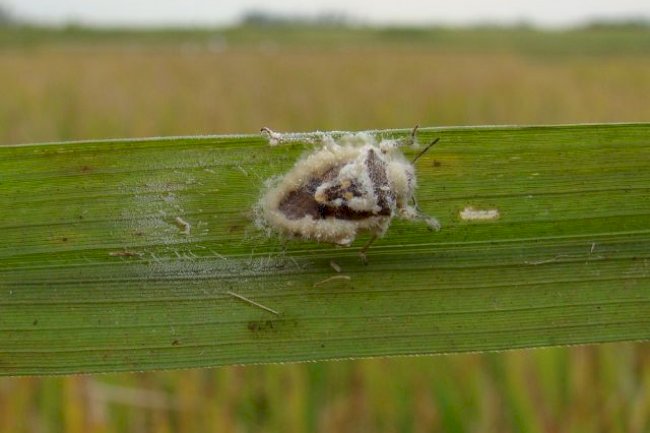 Fungo que ataca o percevejo pode se tornar o primeiro bioinsumo para controle biológico do arroz irrigado de SC