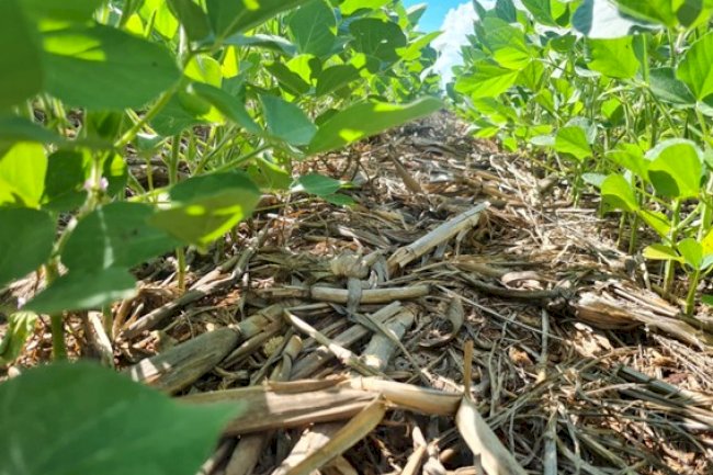 Práticas da Agricultura Sustentável