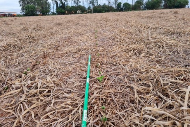 O manejo da matéria orgânica em ambientes tropicais