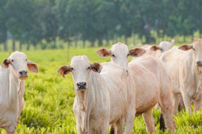 Rede ILPF e Secretaria de Agricultura do Rio de Janeiro assinam acordo para expansão do Sistema Integração-Lavoura-Pecuária-Floresta no estado