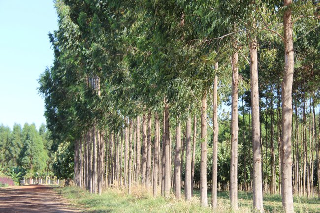 Planilha calcula custo de produção e tratamento da madeira na propriedade rural