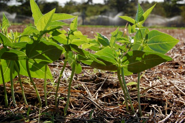 A literacia ecológica do Sistema Plantio Direto: percepção e prática regenerativa na agricultura