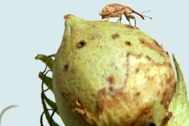 Edição gênica produz plantas indigestas para pragas