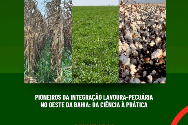 Live desta quarta: Pioneiros da Integração Lavoura-Pecuária no Oeste da Bahia