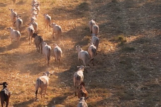 Parceria Rede ILPF e Famato avança para incentivar expansão do Sistema ILPF em MT