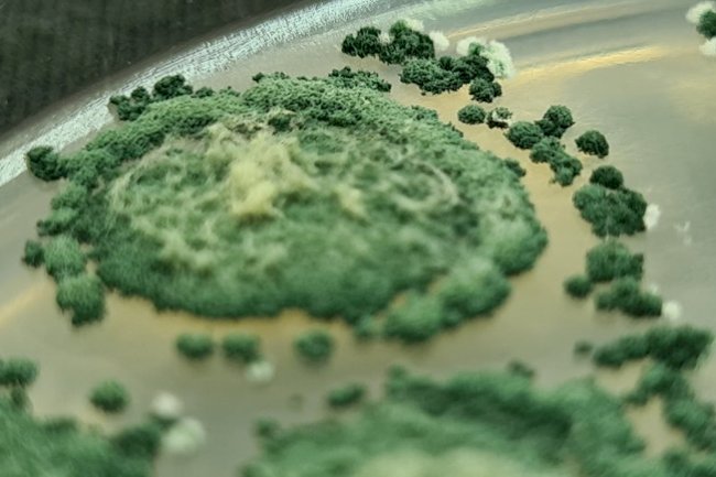 Simpósio discute criação de consórcio Holanda-Brasil para inovação em bioinsumos