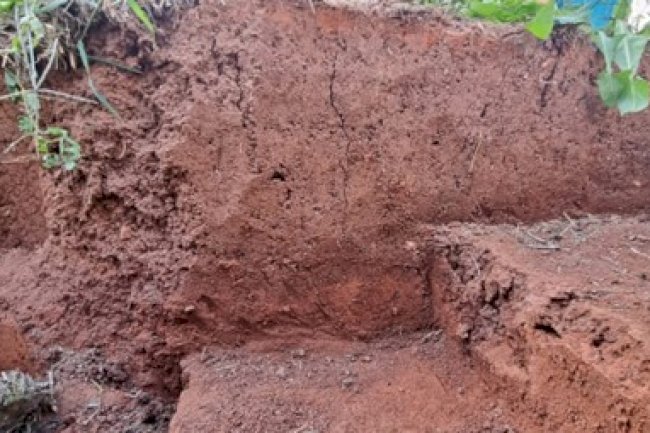 Cultura do monitoramento: Agricultura Regenerativa e Sistema Plantio Direto