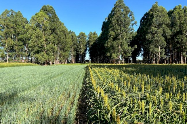 Artigo - A importância das árvores nos sistemas de produção agropecuários