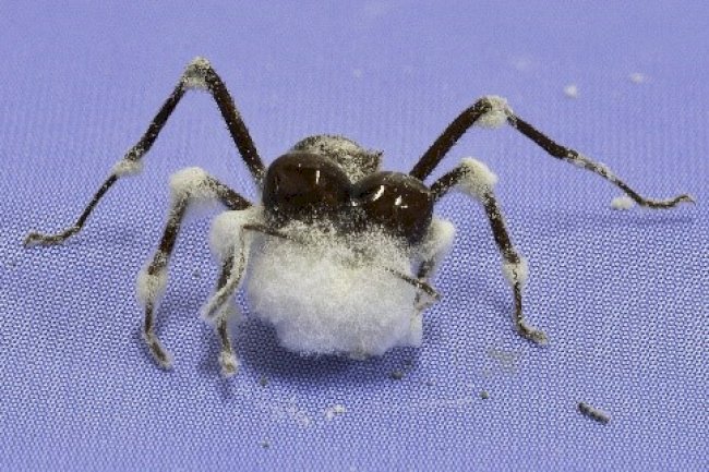 Avanços em bioproteção impulsionam sustentabilidade no campo