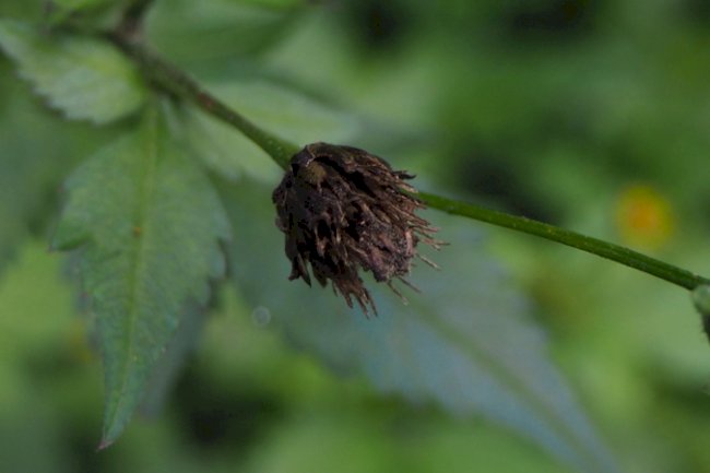 Substância de biomassa vegetal ajuda no combate a ervas daninhas