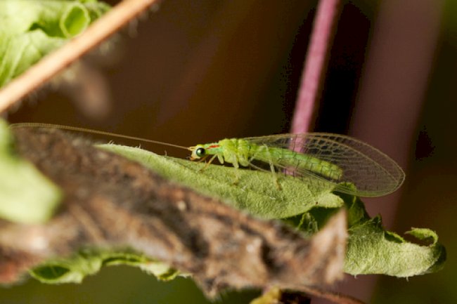 Crisopídeos se destacam como aliados no controle biológico em cultivo de soja no Acre