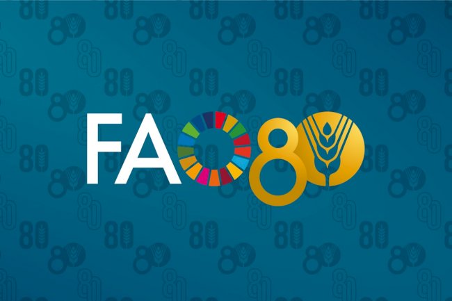 Sistema Plantio Direto recebe reconhecimento internacional