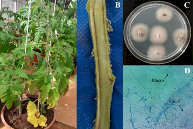 Uso de organismos vivos para proteger plantas cresce no Brasil