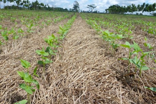 Os amigos da terra e o turismo agroambiental