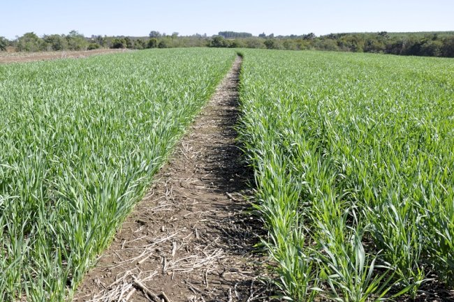 Manejo e conservação do solo e da água em Sistema de Plantio Direto no Cerrado é tema de curso on-line gratuito
