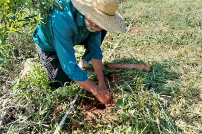 Projeto-piloto de Sistema Plantio Direto de Hortaliças para autoconsumo passa por etapa de acamamento e plantio
